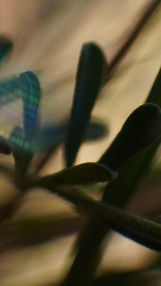 Macro Pic Saint Loup Mon travail