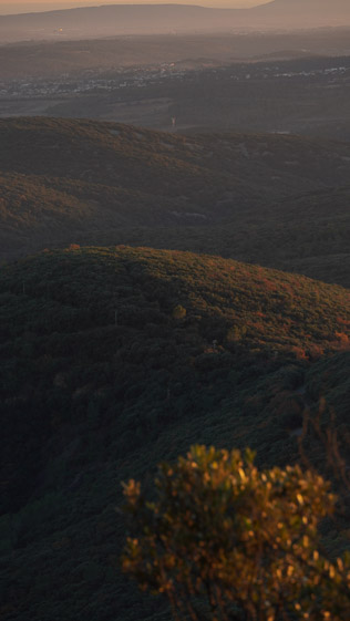Colline Pic Saint Loup Mon travail